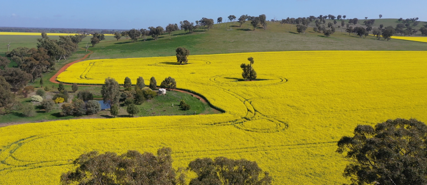 Canola field in flower reflecting the Climate smart ag program